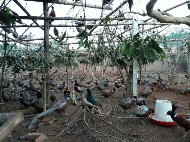 tỷ phú nông dân,nông dân làm giàu,chim trĩ,nuôi chim trĩ