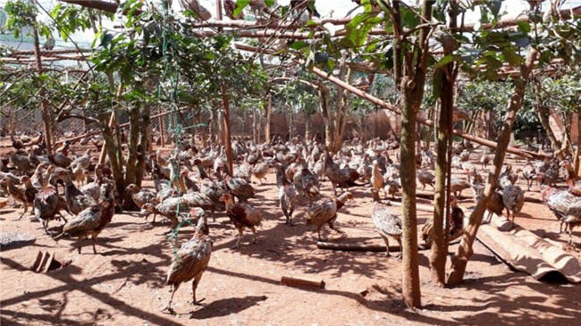 tỷ phú nông dân,nông dân làm giàu,chim trĩ,nuôi chim trĩ