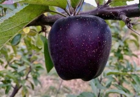 Giống táo kim cương đen siêu độc, rẻ nhất cũng 200 nghìn/quả