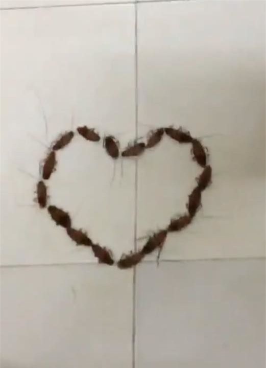 Thương cho cô gái nhận được lời tỏ tình toàn Gián là Gián này quá! - Ảnh 4.