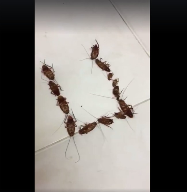 Thương cho cô gái nhận được lời tỏ tình toàn Gián là Gián này quá! - Ảnh 5.