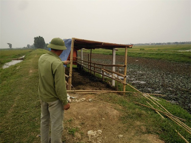 chu dan trau dau xot khi 9 con trau bi ke xau cat dut gan chan - 1