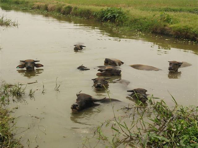 chu dan trau dau xot khi 9 con trau bi ke xau cat dut gan chan - 2