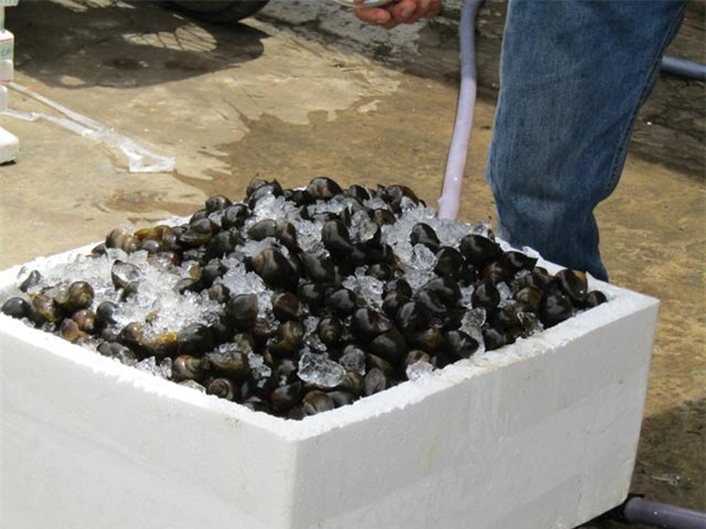 ốc bươu vàng, nông dân làm giàu