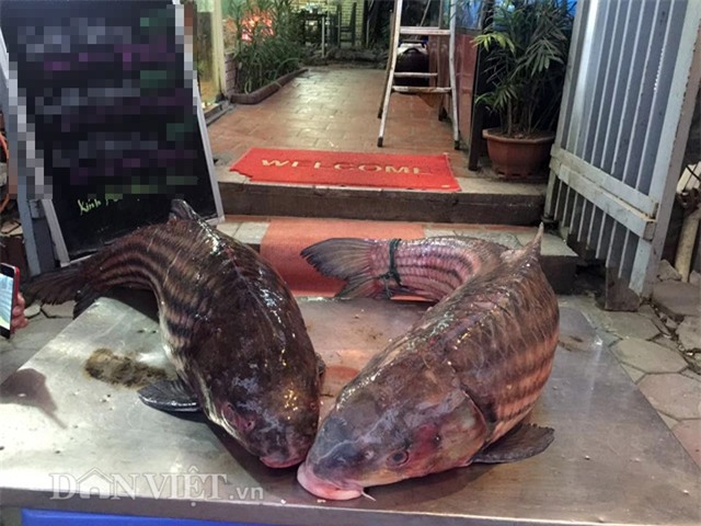 thủy quái, cá tiến vua, cá khủng