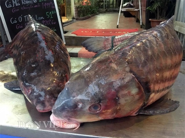 thủy quái, cá tiến vua, cá khủng