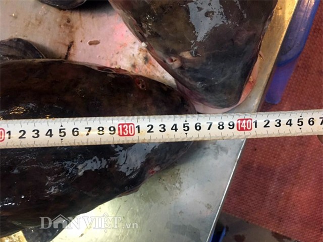 thủy quái, cá tiến vua, cá khủng