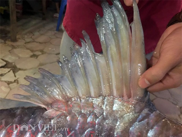 thủy quái, cá tiến vua, cá khủng