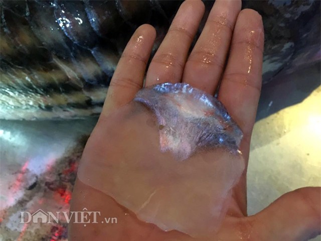 thủy quái, cá tiến vua, cá khủng