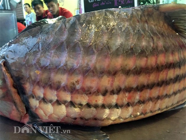 thủy quái, cá tiến vua, cá khủng