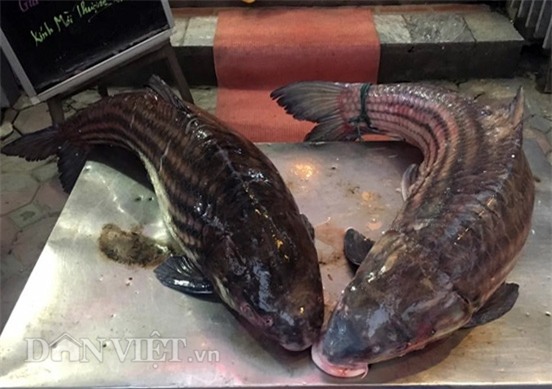 thủy quái, cá tiến vua, cá khủng