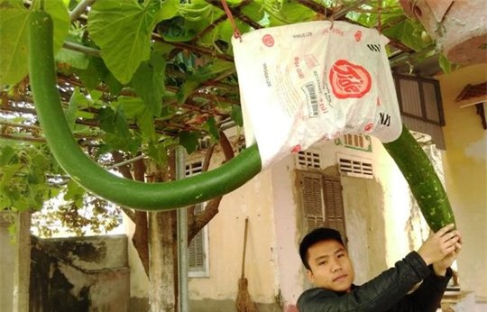 quả lạ,mít siêu dài,nông dân,ớt,chuối,nông sản,chanh