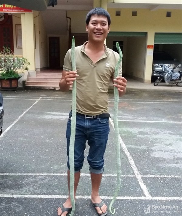 quả lạ,mít siêu dài,nông dân,ớt,chuối,nông sản,chanh