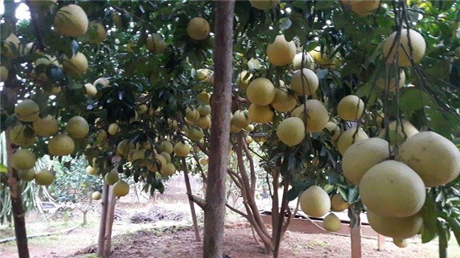 man nhan vuon buoi do 40.000 qua thom lung,