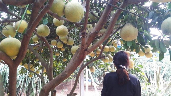 man nhan vuon buoi do 40.000 qua thom lung,