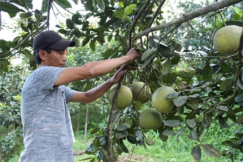 la lung: vung buoi dac san doan hung, dan lai di trong buoi da xanh hinh anh 1