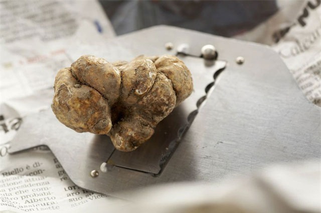 Mất mùa, loại nấm đắt nhất thế giới tăng giá gấp đôi tới 160 triệu đồng/kg