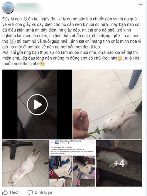 Nuôi phải chú thỏ cầm tinh con chó, khổ chủ uất ức lên mạng rao sang nhượng - Ảnh 2.