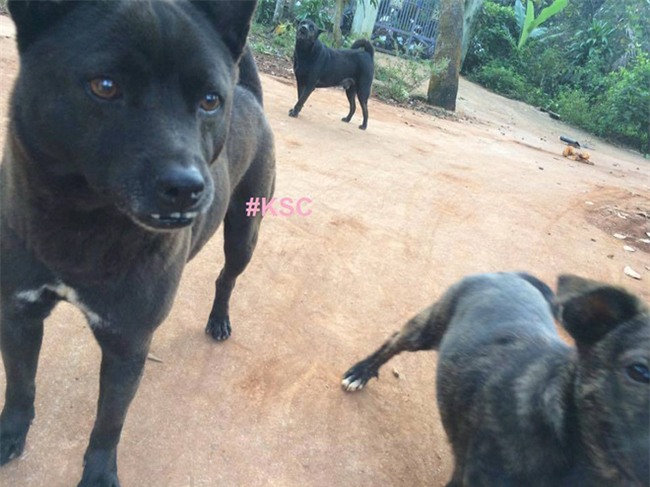 Chú chó bỗng gây sốt mạng xã hội Việt và đây là điểm đặc biệt - Ảnh 3.