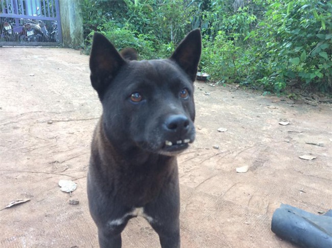 Chú chó bỗng gây sốt mạng xã hội Việt và đây là điểm đặc biệt - Ảnh 4.