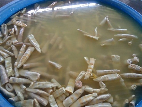 Những thực phẩm Việt thường được ủ hóa chất lạ của Trung Quốc bán “nhập nhèm” ở các chợ