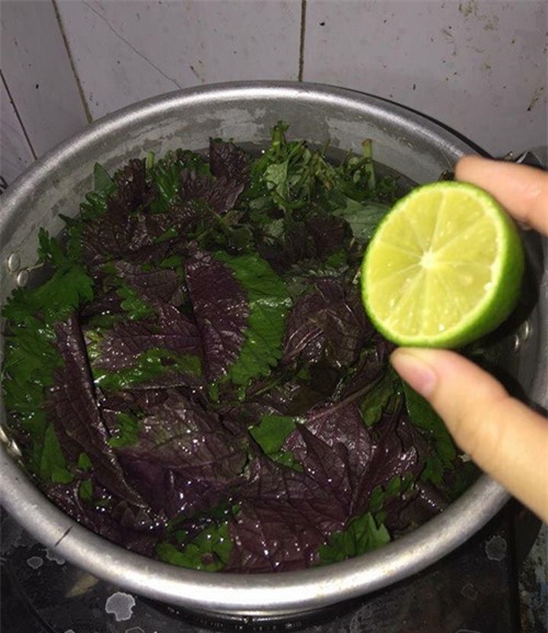 Hết sạch mụn lưng, da trắng bật tông với công thức tắm bằng lá tía tô + nước chanh-1