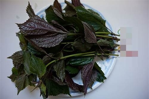 Hết sạch mụn lưng, da trắng bật tông với công thức tắm bằng lá tía tô + nước chanh-2