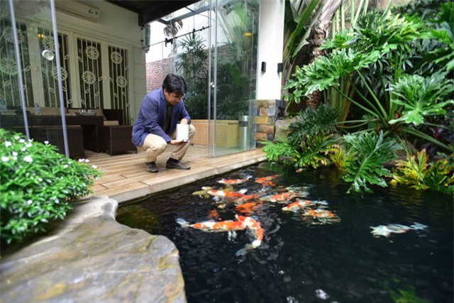 cá koi,cá cảnh
