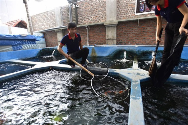 cá koi,cá cảnh