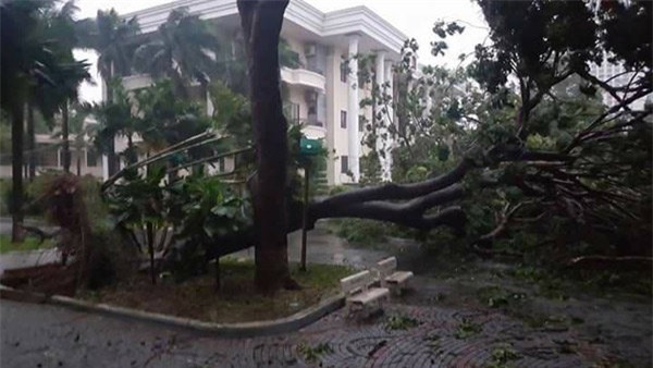 chum anh: gio giat dien cuong o nha trang, xe may bi quat nga la liet giua duong - 3