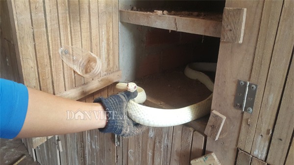 nuôi rắn,mãng xà