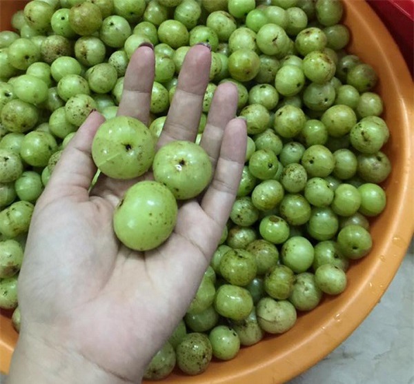 mắc kham,đặc sản Tây Bắc,đặc sản rừng