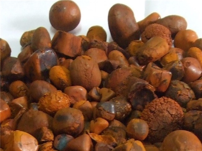 thần dược,sỏi mật trâu bò,thuốc đông y,trâu bò