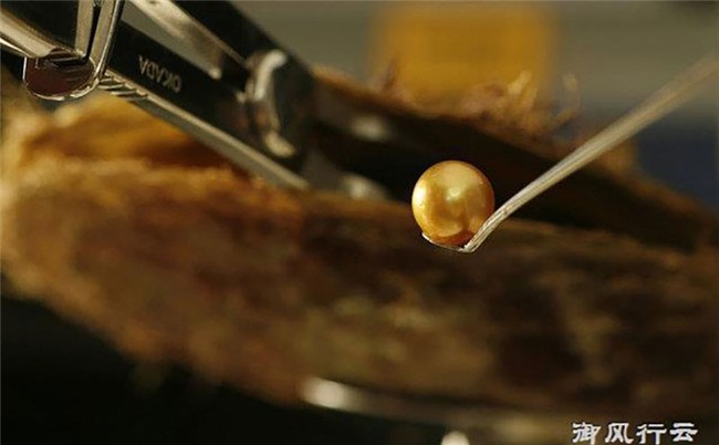 Ngọc trai vàng: Giá gần 14 triệu/gram, nuôi 2-5 năm mới đủ lớn