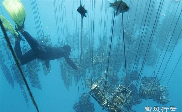 Ngọc trai vàng: Giá gần 14 triệu/gram, nuôi 2-5 năm mới đủ lớn