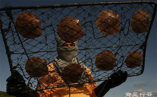 Ngọc trai vàng: Giá gần 14 triệu/gram, nuôi 2-5 năm mới đủ lớn