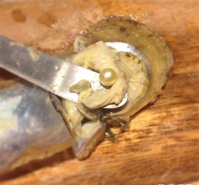 Ngọc trai vàng: Giá gần 14 triệu/gram, nuôi 2-5 năm mới đủ lớn