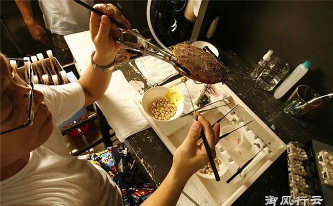 Ngọc trai vàng: Giá gần 14 triệu/gram, nuôi 2-5 năm mới đủ lớn