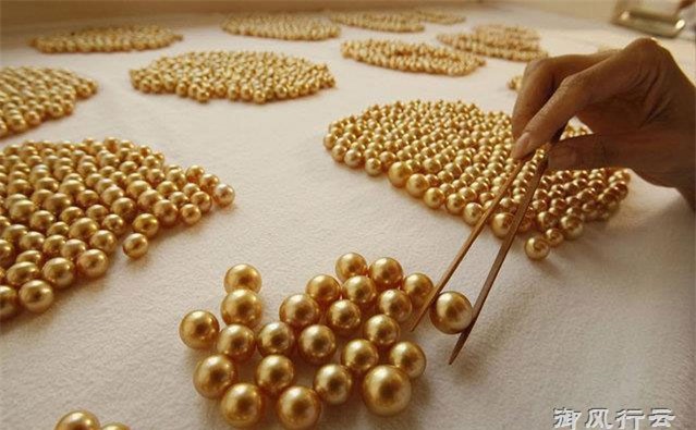 Ngọc trai vàng: Giá gần 14 triệu/gram, nuôi 2-5 năm mới đủ lớn