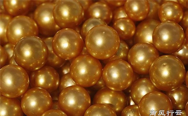 Ngọc trai vàng: Giá gần 14 triệu/gram, nuôi 2-5 năm mới đủ lớn