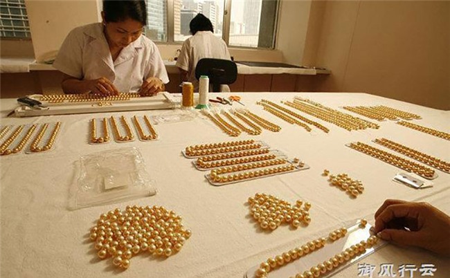 Ngọc trai vàng: Giá gần 14 triệu/gram, nuôi 2-5 năm mới đủ lớn