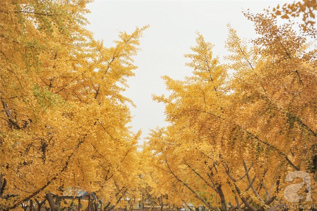 Những điểm chụp ảnh cưới đẹp lung linh cho người mê lá vàng, lá đỏ - Ảnh 1.