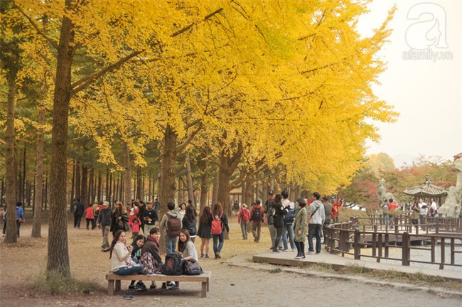 Những điểm chụp ảnh cưới đẹp lung linh cho người mê lá vàng, lá đỏ - Ảnh 2.