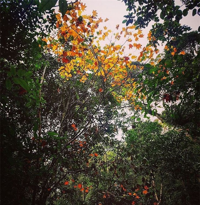 Những điểm chụp ảnh cưới đẹp lung linh cho người mê lá vàng, lá đỏ - Ảnh 16.