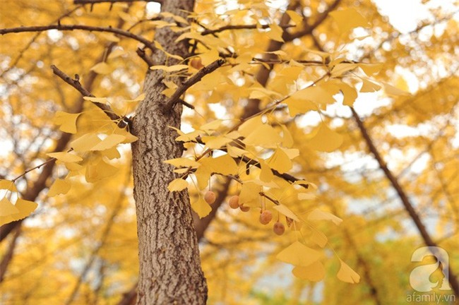 Những điểm chụp ảnh cưới đẹp lung linh cho người mê lá vàng, lá đỏ - Ảnh 8.