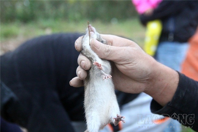chuột đồng,thịt chuột