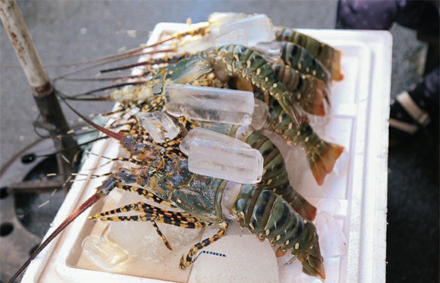 Người dân vùng bão gửi tôm hùm vào Sài Gòn bán tháo kiếm tiền sửa nhà