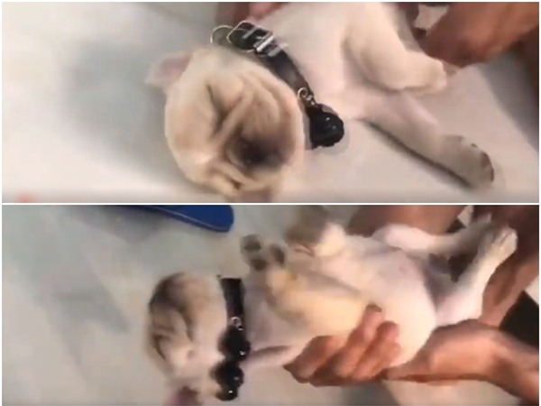 Dân mạng thích thú với chú chó lầy lội ngủ quên trời đất-1