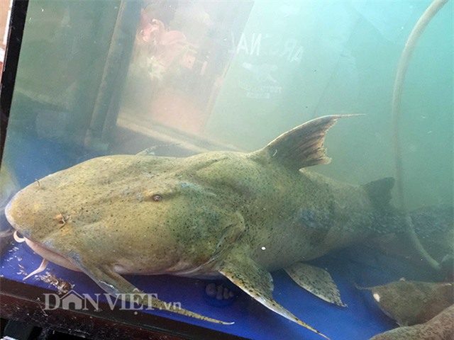 cá chiên,thủy quái,cá khủng