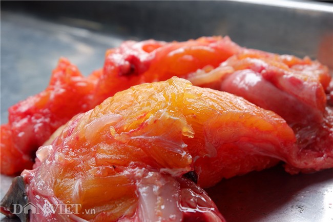 cá chiên,thủy quái,cá khủng